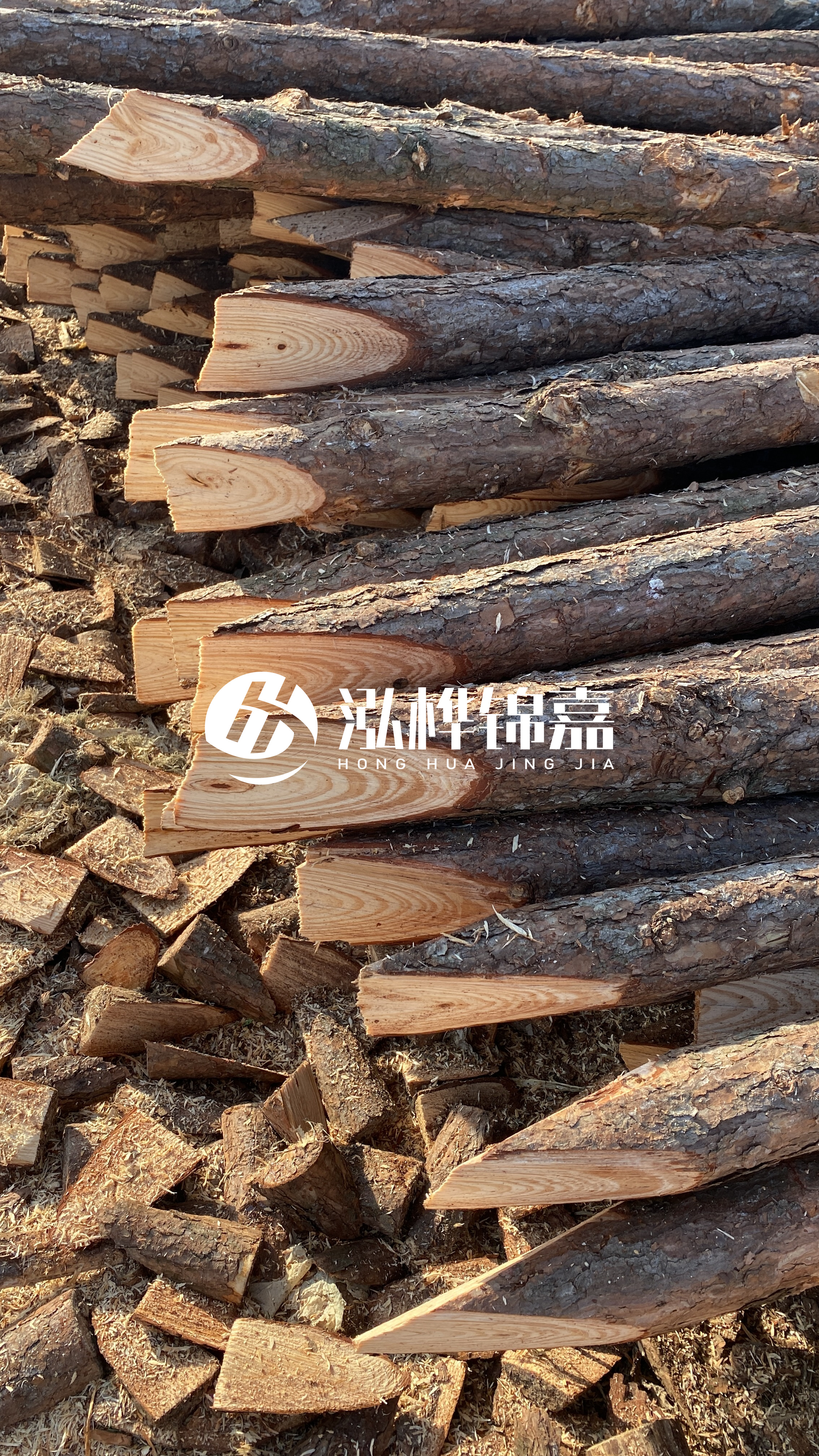 松木樁怎么分辨好壞？學會這幾招，輕松分辨松木樁好壞不踩雷！